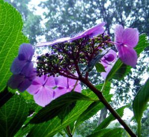 美作国普門寺の紫陽花