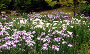 栗林公園のカキツバタ