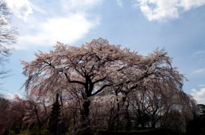 京都・嵯峨の「広沢桜」