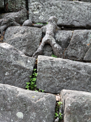 和歌山城の石垣を登る人影？！