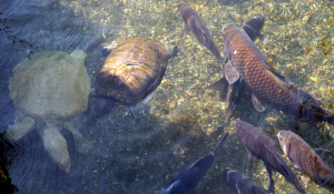水前寺公園の池の生き物たち