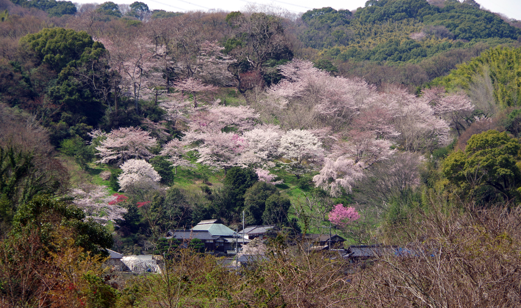 個人所有のすばらしい桜園