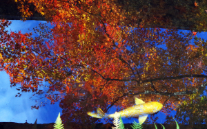 紅葉の永観堂の鯉