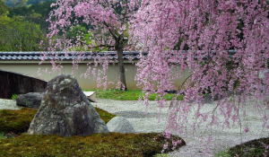 京都岩倉の実相院の垂れ桜